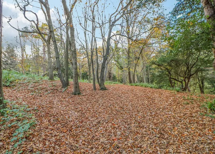 Bluebell Saltburn-by-the-Sea